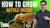How to Grow Reptile Microgreens at Home (Fast, Mold-Free, and Without Any Equipment)